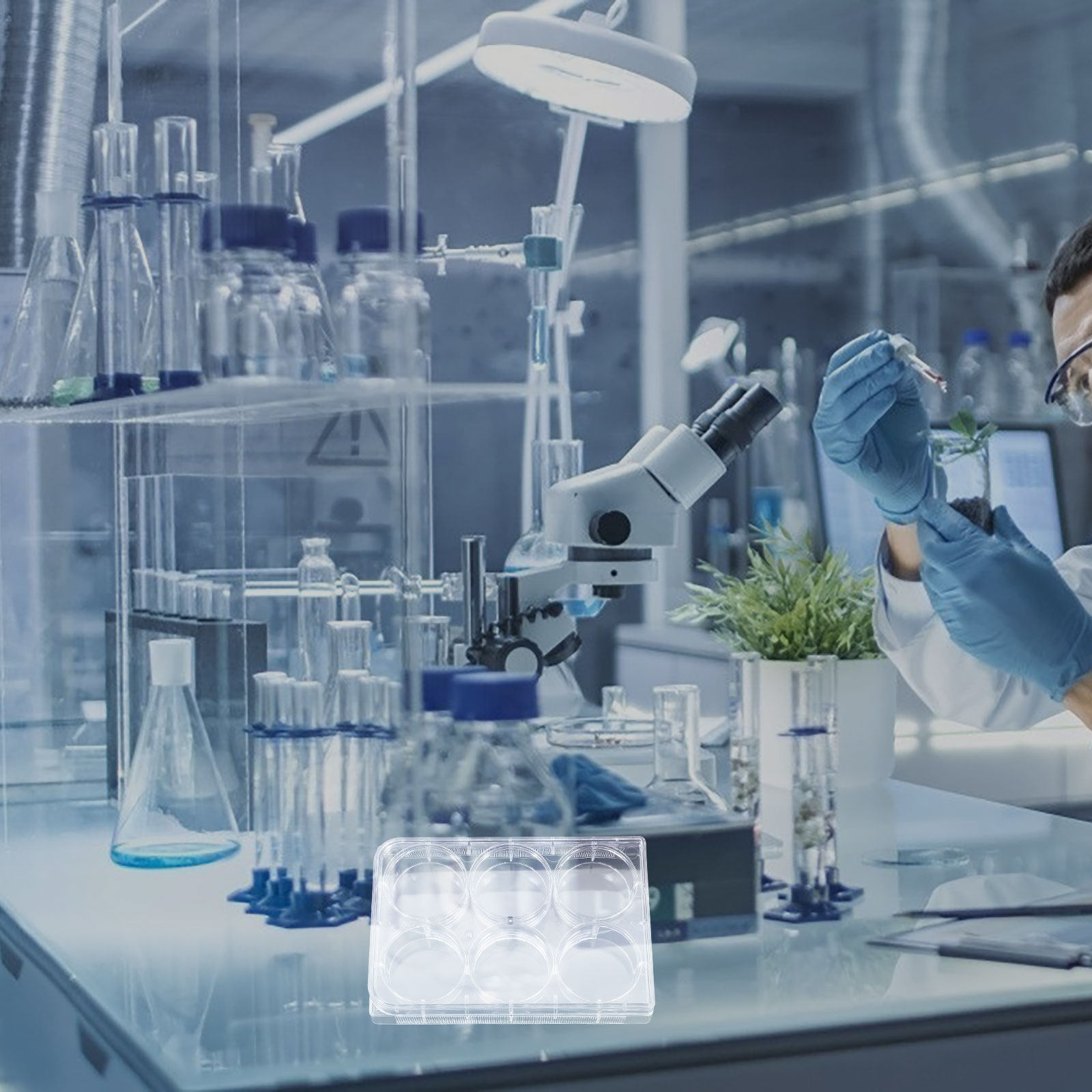 Lab Equipment - Zellkulturplatte mit 6 Vertiefungen, Robuste Ausrüstung,